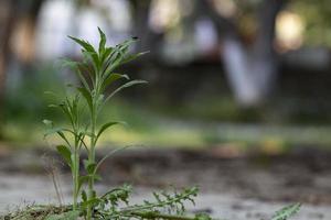 petite plante verte dans le parc, source de vie, l'arrivée du printemps, fond naturel flou photo