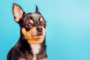 race de chien chihuahua couleur noire sur fond bleu. animal de compagnie. photo