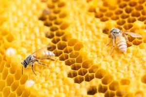 groupe d'abeilles sur tournage en studio en nid d'abeille. concept de nourriture ou de nature photo