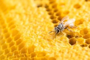 groupe d'abeilles sur tournage en studio en nid d'abeille. concept de nourriture ou de nature photo