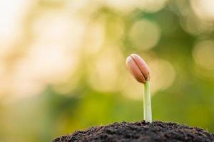 jeune pousse d'afzelia, doussie ou makha mong arbre poussant dans le sol sur fond de jardin vert flou. concept de croissance et d'environnement photo