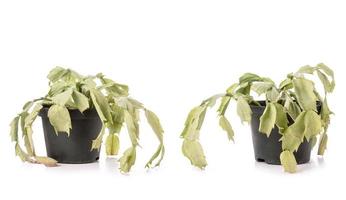 pivoine de plante morte verte ou pivoine en pot noir. tourné en studio isolé sur blanc photo