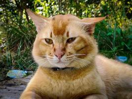 photographie macro de, visage mignon de chat orange photo