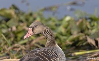 canard d'oie cendrée ou anser anser perché sur l'herbe près du plan d'eau. photo