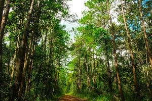 chemin et arbres forestiers sur fond de nature. photo