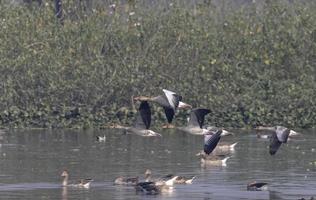 canard oie cendrée en vol au dessus d'un plan d'eau. photo