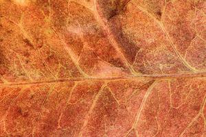 gros plan de la texture des feuilles macro photo