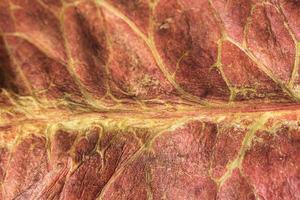 gros plan de la texture des feuilles macro photo