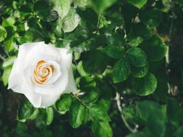 belle rose dans le jardin photo