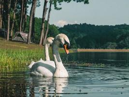 un cygne blanc nageant sur l'eau photo