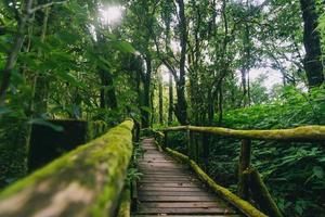 belle forêt tropicale au sentier naturel d'ang ka dans le parc national de doi inthanon, thaïlande photo