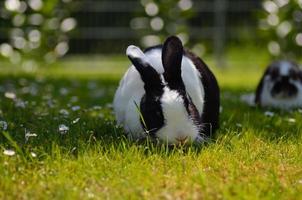 lapins dans l'herbe photo