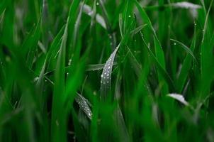 gouttes de pluie sur les feuilles photo