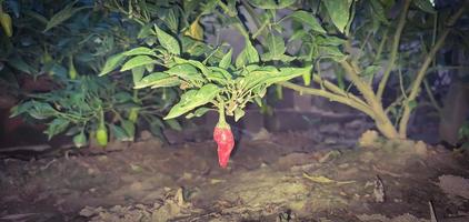 piment rouge sur la plante photo