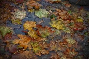 beaucoup de feuilles d'automne colorées humides photo