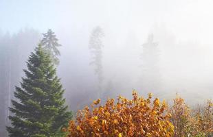 le brouillard du matin se glisse avec des restes sur la forêt de montagne d'automne couverte de feuilles d'or photo