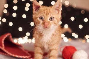 photo de noël avec un joli chat roux de lumières colorées sur le fond