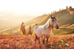 cheval arabe blanc paître sur le versant de la montagne au coucher du soleil dans des poutres ensoleillées orange. carpates, ukraine, europe photo