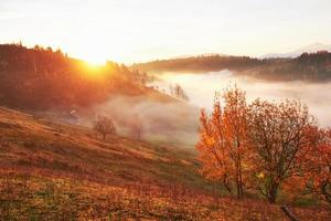 arbre brillant sur une pente de colline avec des poutres ensoleillées dans une vallée de montagne couverte de brouillard. magnifique scène du matin. feuilles d'automne rouges et jaunes. carpates, ukraine, europe. découvrir le monde de la beauté photo