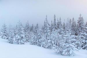 forêt d'hiver gelée dans le brouillard. pin dans la nature recouverte de neige fraîche carpates, ukraine photo