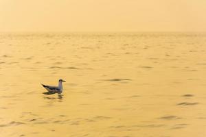 mouette, larus spp, dans la mer à l'heure d'or du coucher du soleil photo