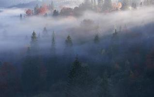 forêt de hêtres brumeux sur le versant de la montagne dans une réserve naturelle photo