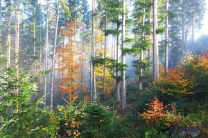 beau matin brouillard et rayons de soleil dans la pinède d'automne photo