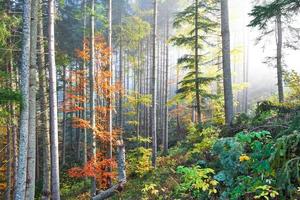 belle matinée dans la forêt d'automne brumeuse avec des arbres colorés majestueux photo