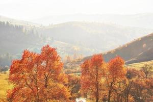 forêt de bouleaux en après-midi ensoleillé pendant la saison d'automne. paysage d'automne. Ukraine. photo