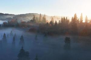lever de soleil féerique dans le paysage forestier de montagne le matin. le brouillard sur la majestueuse pinède. carpates, ukraine, europe. monde de la beauté photo