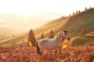 cheval arabe blanc paître sur le versant de la montagne au coucher du soleil dans des poutres ensoleillées orange. carpates, ukraine, europe photo
