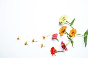 belle composition de fleurs de zinnia sur fond blanc isolé. mise à plat, vue de dessus, copier la nature morte à plat. photo