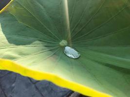 goutte d'eau en gros plan sur la surface d'une grande feuille de lotus avec la lumière du soleil photo