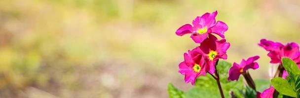 fleurs de primevère violette se bouchent. photo