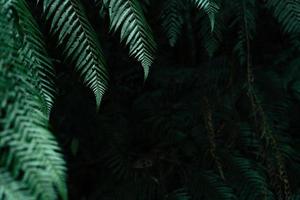 feuilles sombres dans le fond du feuillage de la forêt dans la nature photo