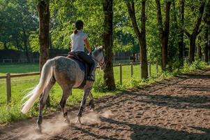 cheval au galop monté par amazon photo