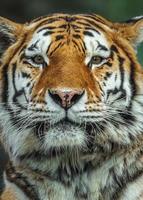 tigre de Sibérie au zoo