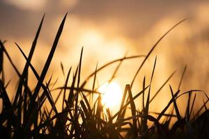 coucher de soleil dans l'herbe rétro-éclairé photo