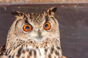 drôle de hibou portrait regardant la caméra photo