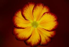 fleur jaune fleur gros plan primula auricula famille primulaceae fond moderne haute qualité impression grande taille photo