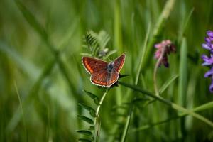 papillon assis dans l'herbe photo