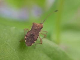 insecte sur feuille verte photo