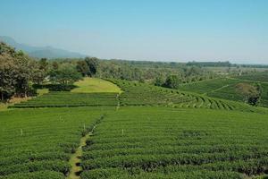 paysage de champ agricole et irrigation d'une belle plantation de thé vert, terres agricoles touristiques sur une colline naturelle à chiang rai en thaïlande, paysage de campagne et vue sur la montagne, voyage printanier.