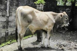 le jeune bétail croisé ongole ou la vache javanaise ou le bos taurus est le plus gros bétail d'indonésie dans une ferme traditionnelle, en indonésie. élevage traditionnel. photo