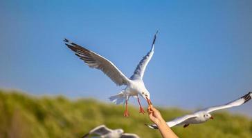 mouettes à bang pu. les mouettes migratrices froides de la sibérie vers les régions chaudes de la thaïlande. faire de bang pu l'une des destinations touristiques les plus importantes de thaïlande. photo