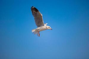 mouettes à bang pu. les mouettes migratrices froides de la sibérie vers les régions chaudes de la thaïlande. faire de bang pu l'une des destinations touristiques les plus importantes de thaïlande. photo