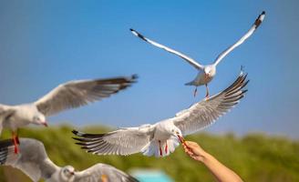 mouettes à bang pu. les mouettes migratrices froides de la sibérie vers les régions chaudes de la thaïlande. faire de bang pu l'une des destinations touristiques les plus importantes de thaïlande. photo