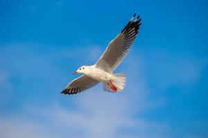 mouettes à bang pu. les mouettes migratrices froides de la sibérie vers les régions chaudes de la thaïlande. faire de bang pu l'une des destinations touristiques les plus importantes de thaïlande. photo