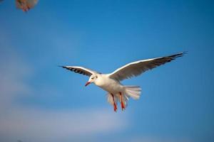 mouettes à bang pu. les mouettes migratrices froides de la sibérie vers les régions chaudes de la thaïlande. faire de bang pu l'une des destinations touristiques les plus importantes de thaïlande. photo