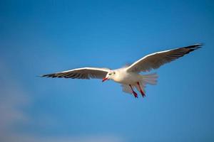 mouettes à bang pu. les mouettes migratrices froides de la sibérie vers les régions chaudes de la thaïlande. faire de bang pu l'une des destinations touristiques les plus importantes de thaïlande. photo